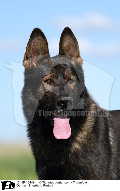 German Shepherd Portrait / IF-10448