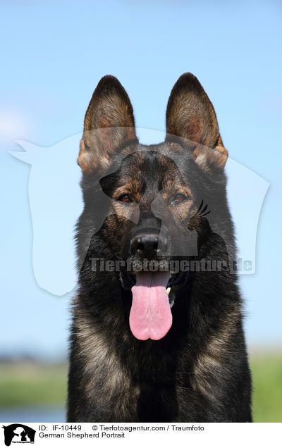 German Shepherd Portrait / IF-10449