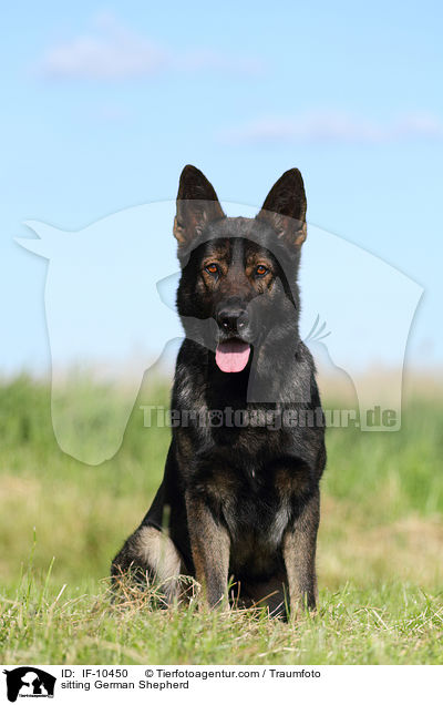 sitting German Shepherd / IF-10450