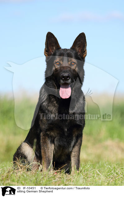 sitting German Shepherd / IF-10451