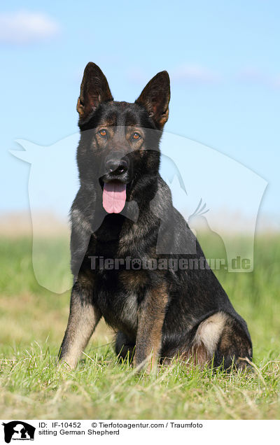 sitting German Shepherd / IF-10452
