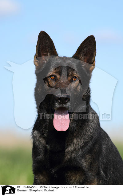 German Shepherd Portrait / IF-10453