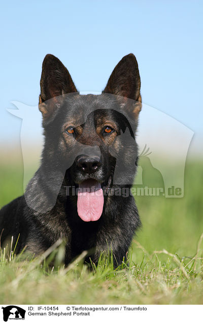 German Shepherd Portrait / IF-10454