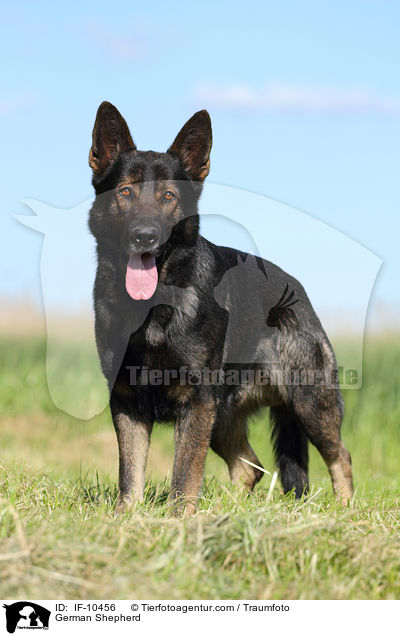 German Shepherd / IF-10456
