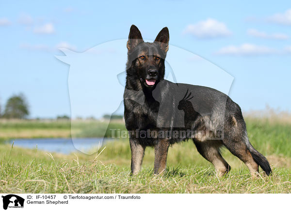 German Shepherd / IF-10457