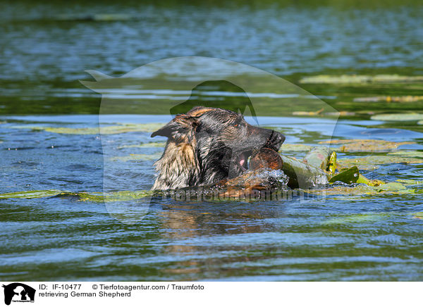 retrieving German Shepherd / IF-10477