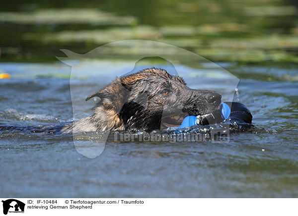 retrieving German Shepherd / IF-10484
