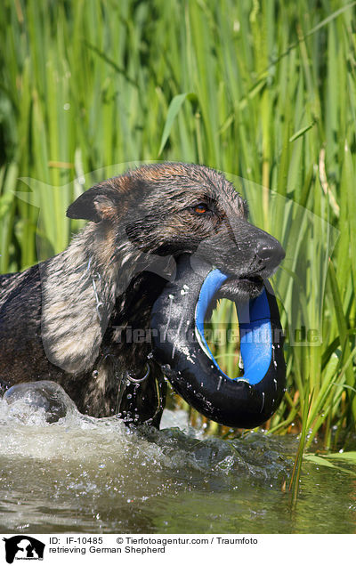 retrieving German Shepherd / IF-10485