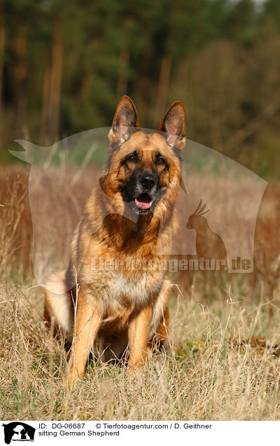sitting German Shepherd / DG-06687