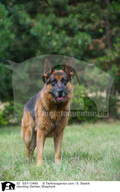 standing German Shepherd / SST-13460
