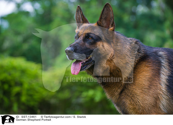 German Shepherd Portrait / SST-13461