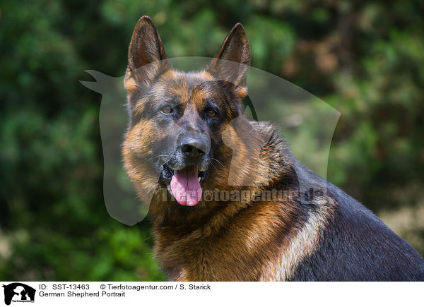 German Shepherd Portrait / SST-13463