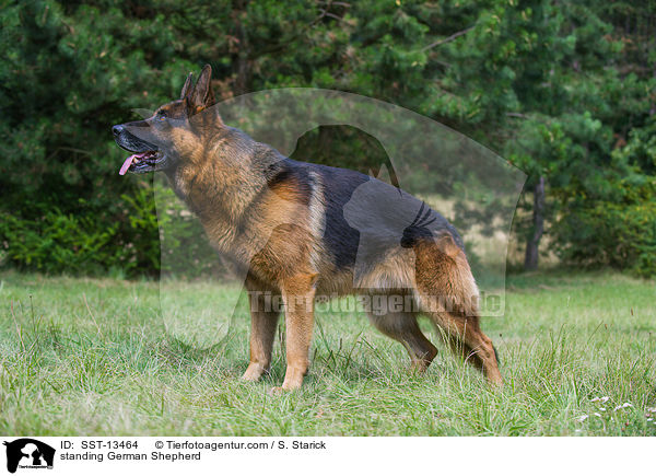 standing German Shepherd / SST-13464