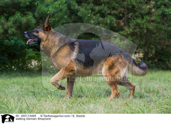 walking German Shepherd / SST-13465
