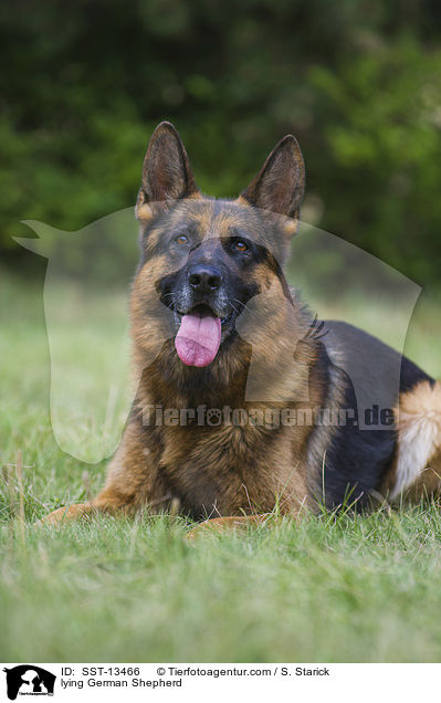lying German Shepherd / SST-13466