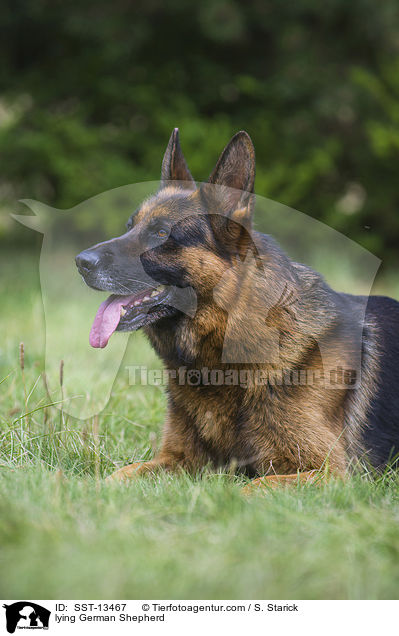 lying German Shepherd / SST-13467
