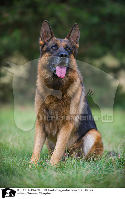 sitting German Shepherd / SST-13470