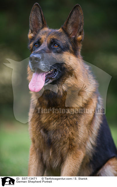 German Shepherd Portrait / SST-13471