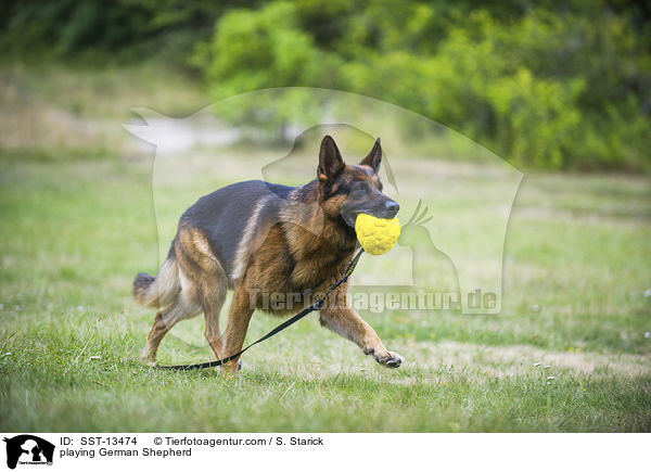 playing German Shepherd / SST-13474