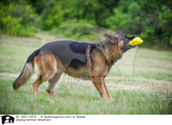 spielender Deutscher Schferhund / playing German Shepherd / SST-13475