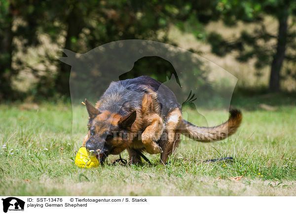 playing German Shepherd / SST-13476