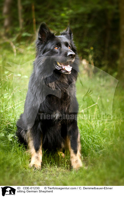 sitting German Shepherd / CDE-01230