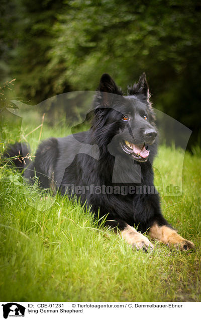 lying German Shepherd / CDE-01231