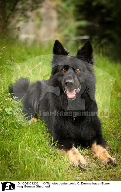lying German Shepherd / CDE-01232
