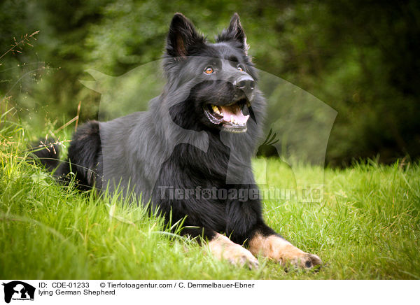 lying German Shepherd / CDE-01233
