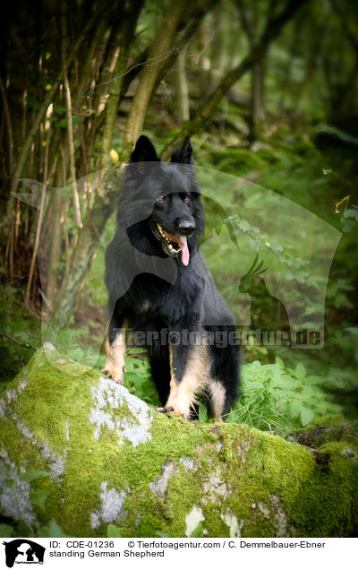 standing German Shepherd / CDE-01236