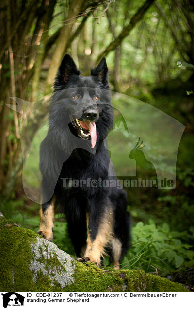 standing German Shepherd / CDE-01237