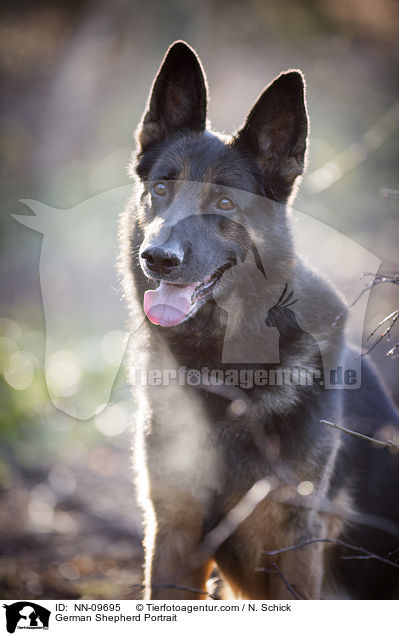 German Shepherd Portrait / NN-09695