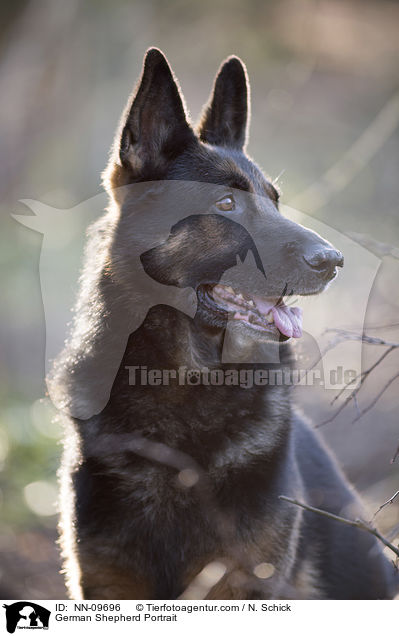 German Shepherd Portrait / NN-09696