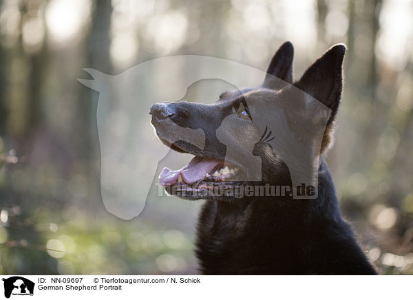 German Shepherd Portrait / NN-09697
