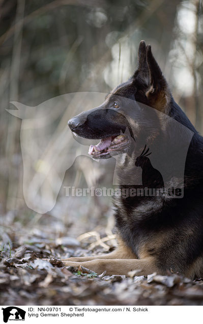 lying German Shepherd / NN-09701