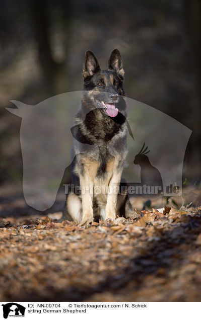 sitting German Shepherd / NN-09704