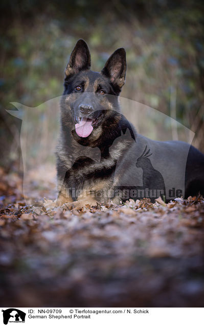 German Shepherd Portrait / NN-09709