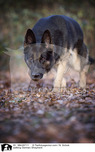 walking German Shepherd / NN-09711