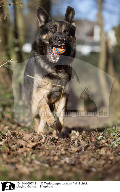 playing German Shepherd / NN-09713
