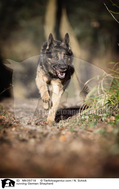 running German Shepherd / NN-09718