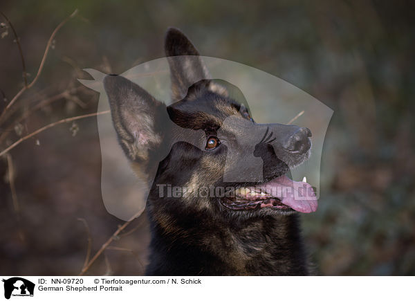 German Shepherd Portrait / NN-09720