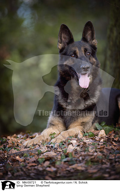 lying German Shepherd / NN-09721