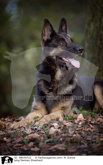 lying German Shepherd / NN-09722