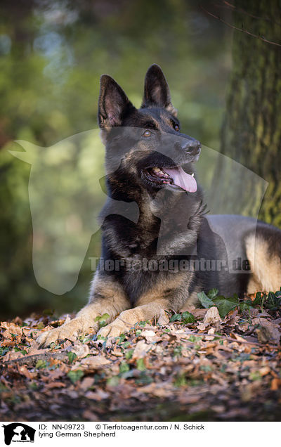 lying German Shepherd / NN-09723