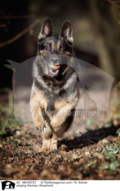 playing German Shepherd / NN-09727