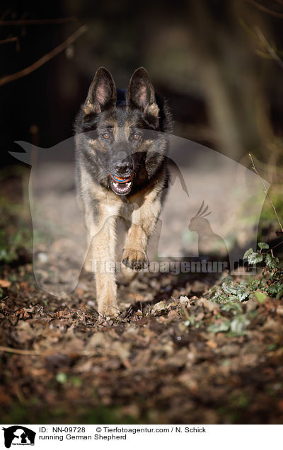 running German Shepherd / NN-09728