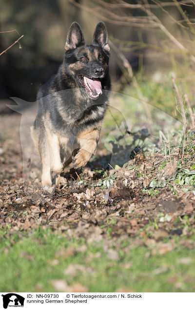 running German Shepherd / NN-09730