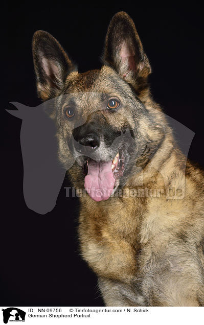 German Shepherd Portrait / NN-09756