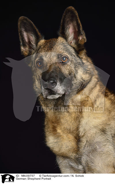 German Shepherd Portrait / NN-09757