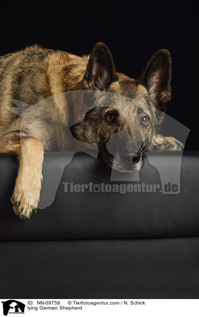 lying German Shepherd / NN-09758